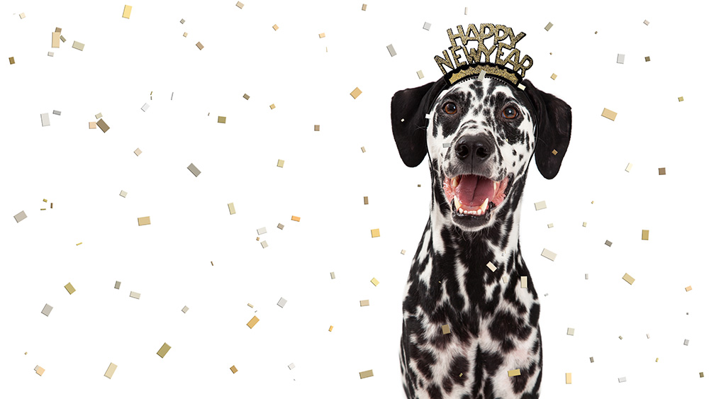Dalmation wearing a crown with Happy New Year text and surrounded by falling rectangular confetti