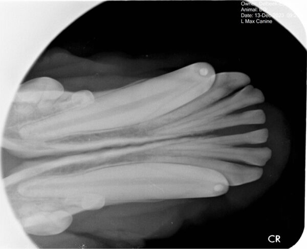 Apixia Digital Dental Radiology Scanner sample image 11
