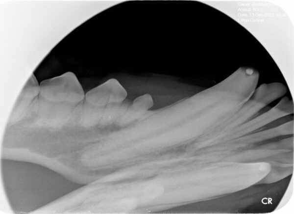 Apixia Digital Dental Radiology Scanner sample image 12