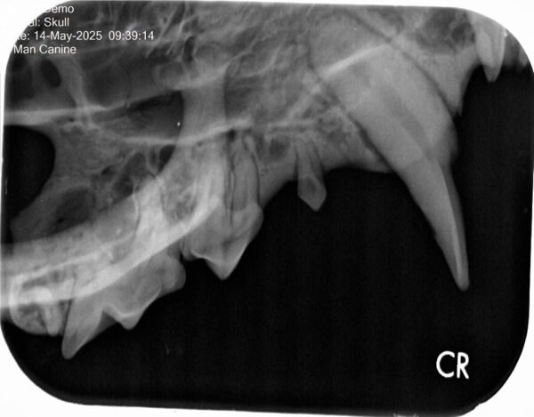 Apixia Digital Dental Radiology Scanner sample image 9