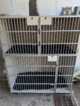 snyder-cage-arrangement-veterinary-modular-housing-system